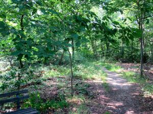 Hardtbergwald IMG 3457.jpg