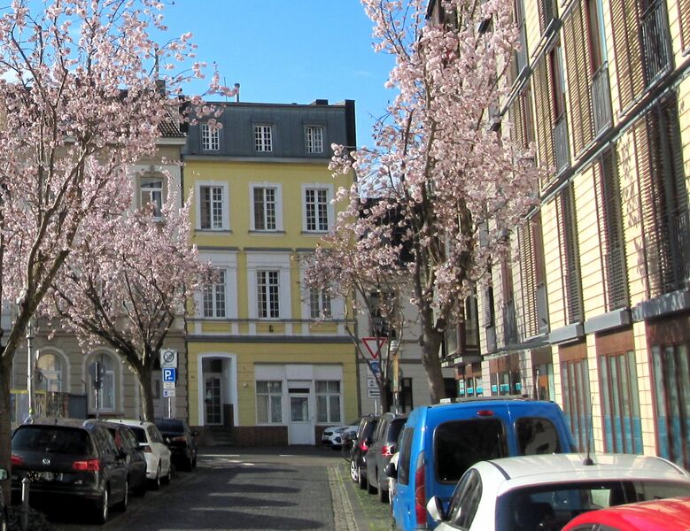 Datei:Kirchblüten in der Bonner Altstadt - IMG 0147.jpg