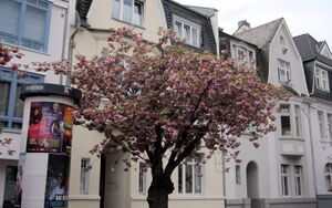 Kirschblüte im Combahnviertel IMG 0028.jpg
