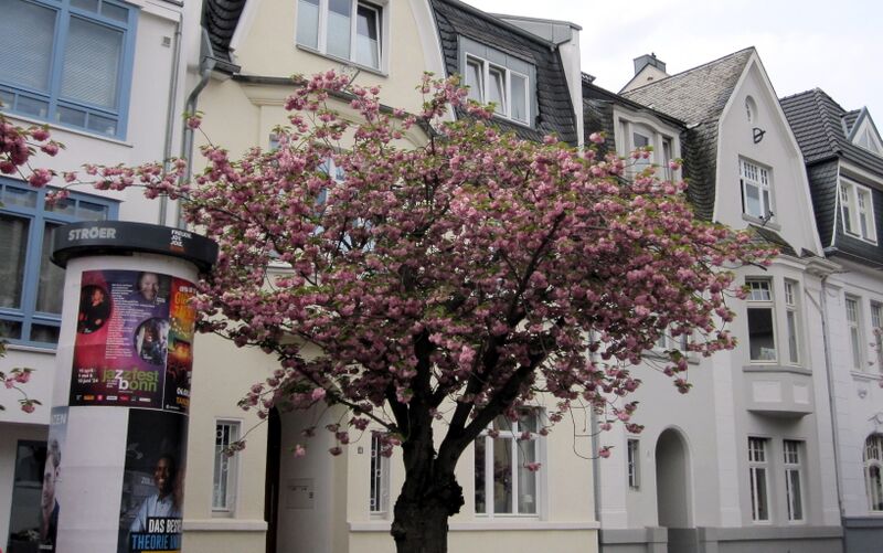 Datei:Kirschblüte im Combahnviertel IMG 0028.jpg