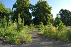 Zu sehen ist ein leicht abfallender und kurviger rollstuhlgerechter Kiesweg, der durch die Blumenbeete des Propsteigartens führt. Also rechts und links schöne Blumen, Sträucher und kleine Bäume. Im Hintergrund stehen einige roße Bäume.