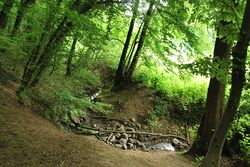 Zu sehen ist der Blick vom Weg hinunter zum Lauterbach, der hier durch den Wald fließt, direkt in Angrenzung dahinter aber Felder. Er macht eine Biegung. Basaltsteine sind dort im Bach aufgestapelt, um den Bach etwas zu stauen. Holz liegt herum. Regelmäßig kommen hier Kinder oder Kinder und ihre Kinderbetreuer her. Bäume, grünes frühsommerliches Laub und braune Erde entlang des moderaten Hangs.