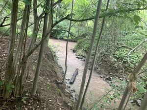 Zu sehen ist ein Waldstück, wo der Lauterbach aus Birlinghoven kommend in den Pleisbach mündet. Die Flüsse sind aufgewühlt und erdfarben.