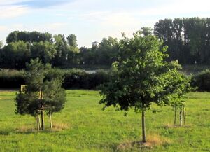 Einheitsbäume Niederkassel IMG 2639.jpg