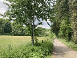 Zu sehen ist links eine große Wiese im Spätfrühling. Dahinter Bewaldung. Geradeaus führt ein natürlicher Weg und rechts stehen auch Bäume an einem Hang, von denen die untere Reihe zu sehen ist. Direkt vorne steht ein Wegweiser, denn außerhalb des Fotos liegt die Kreuzung, die links vom Lauterbacher Wanderweg hoch zur Kasseler Heide führt und rechts nach Stieldorferhohn.