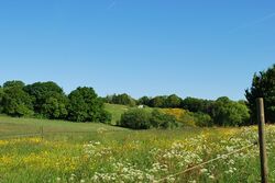 Das Foto zeigt den Scharfenberg. Im Vordergrund sind Weiden zu sehen, auf denen Frühlungsgras und Blumen wachsen. Einige Bäume schließen sich an. Weiter oben, fast am Horizont ist ein in die Landschaft eingefügter Zugang zur Hochbehälteranlage des WBV zu sehen. Der Himmel ist blau, wolkenlos