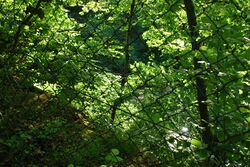 Durch einen dunkelgrünen Maschendrahtzaun, lässt sich zwischen grünen Blätter von Bäumen und Sträuchern weit unten etwas Wasser erahnen.