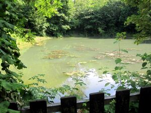 Teich im Derletal IMG 3465.jpg