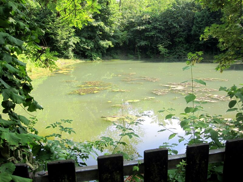 Datei:Teich im Derletal IMG 3465.jpg